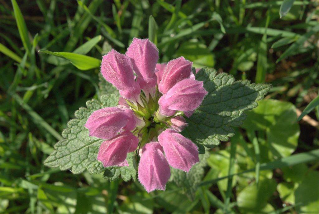 Lamium maculatum / falsa ortica macchiata